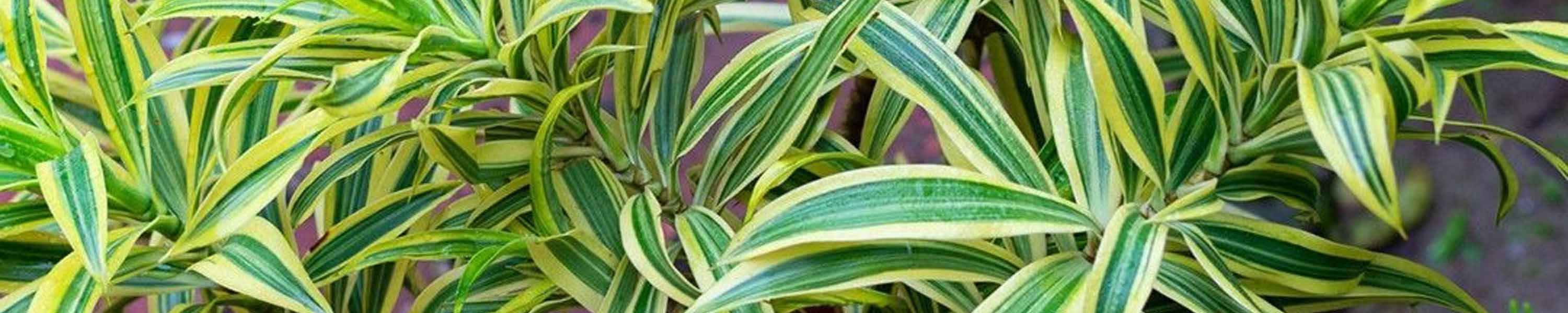 Dracaena Fragrans "Lemon Lime"