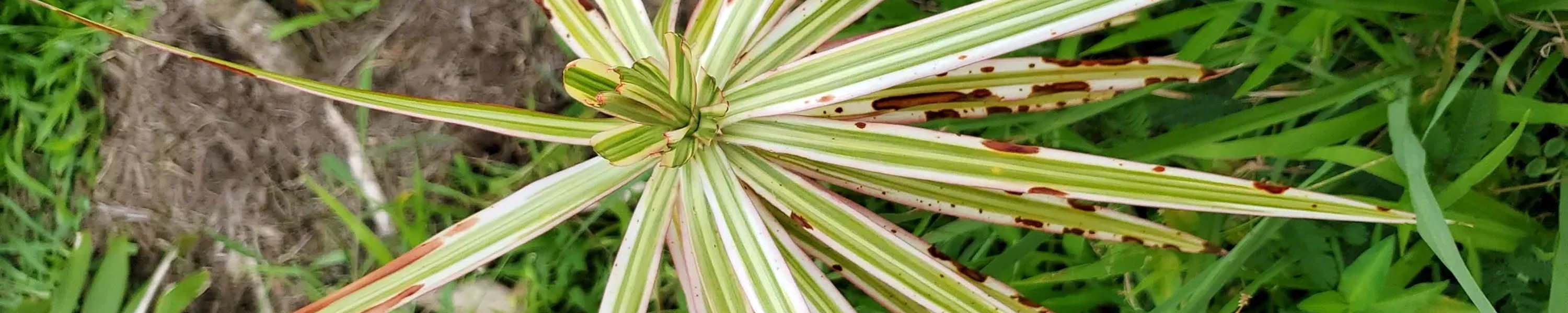 Dragon Tree Tricolor