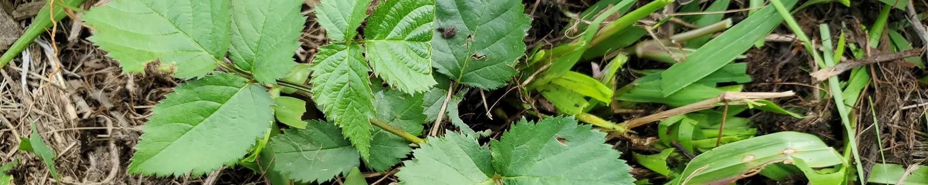 Elmleaf Blackberry