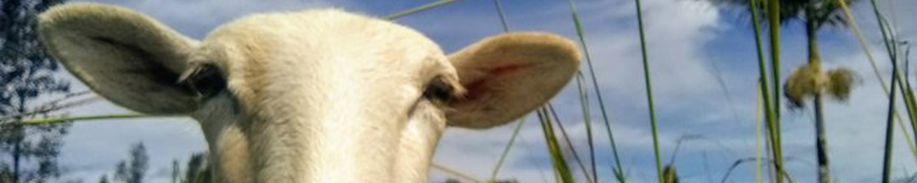 Eve enjoying the sun on her face and the grass in her mouth