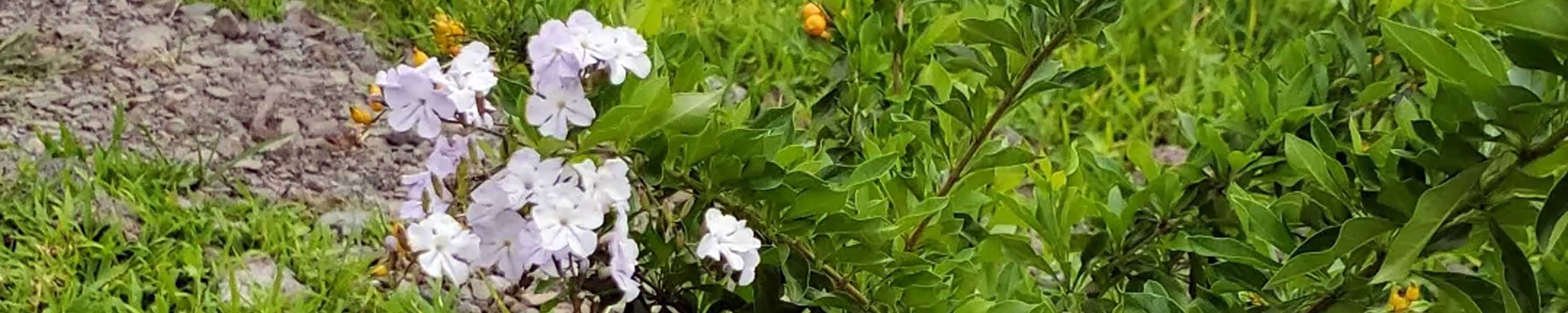 Golden Dewdrops