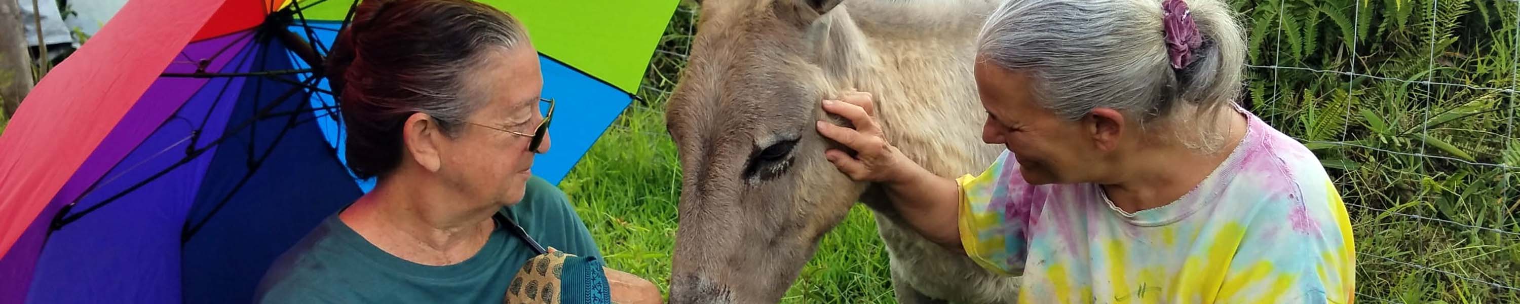 Visitors enjoying some donkey love