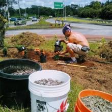 Assisting the planting at the Pahoa traffic circle