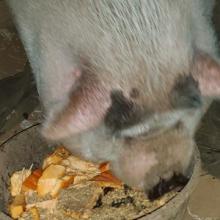Laverne enjoying a donated pumpkin