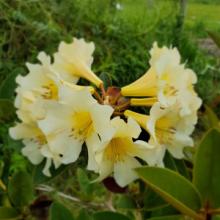 Lemon Drop Rhododendron