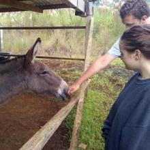 Teens reaching out to Louie, the donkey